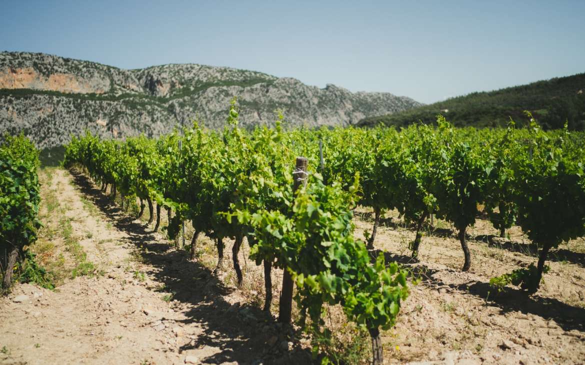 Cantina Berritta - Punto vendita — foto 2