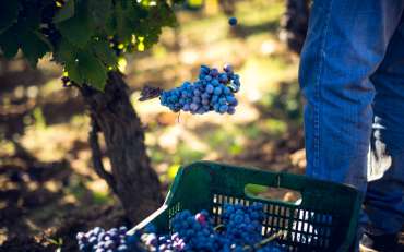 Nasce il portale “Strada del Vino Cannonau”