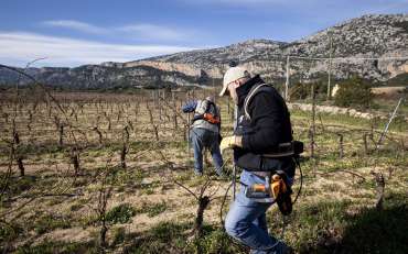 Le aziende agricole abbracciano la sostenibilità