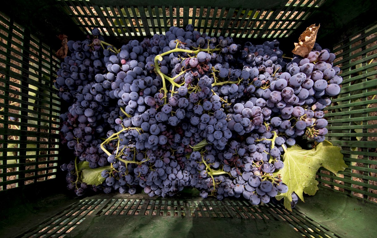 Settembre…Che la vendemmia abbia inizio!